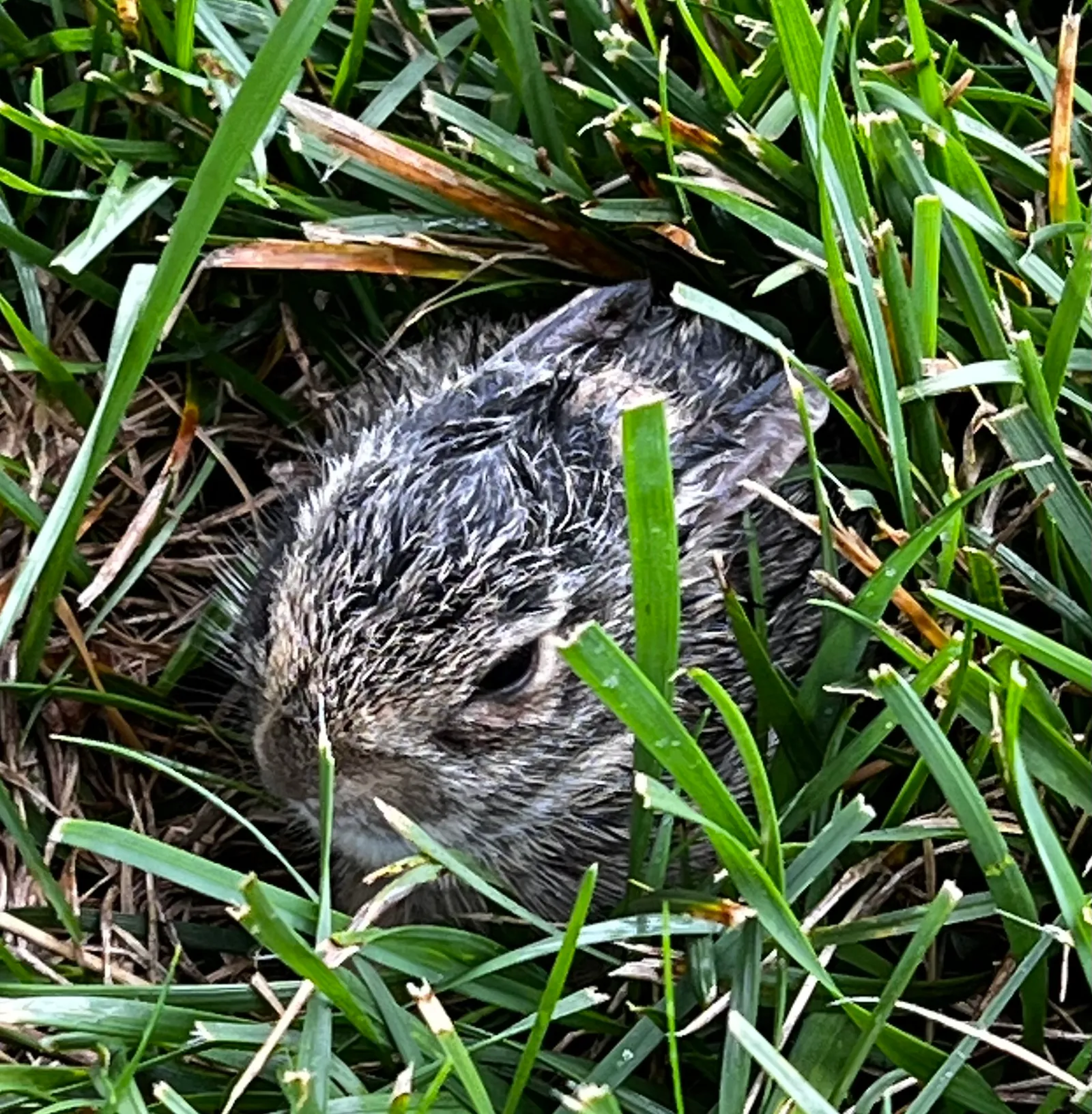 Rabbits in a Wildwood yard