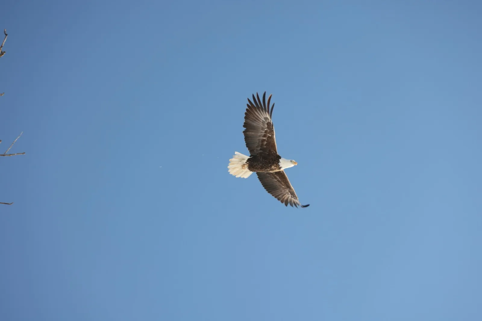 A bald eagle